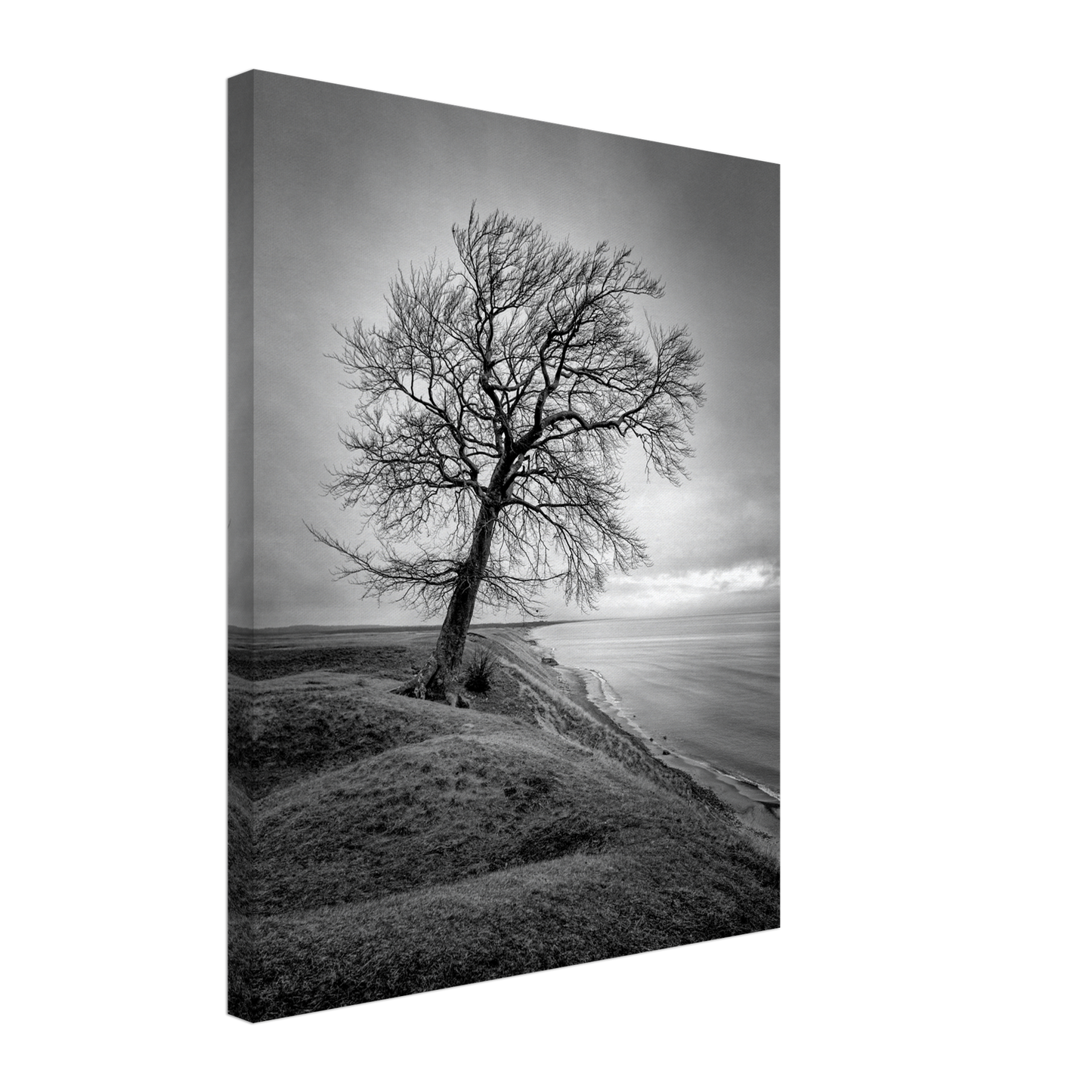 The tree at Ravlunda - Canvas