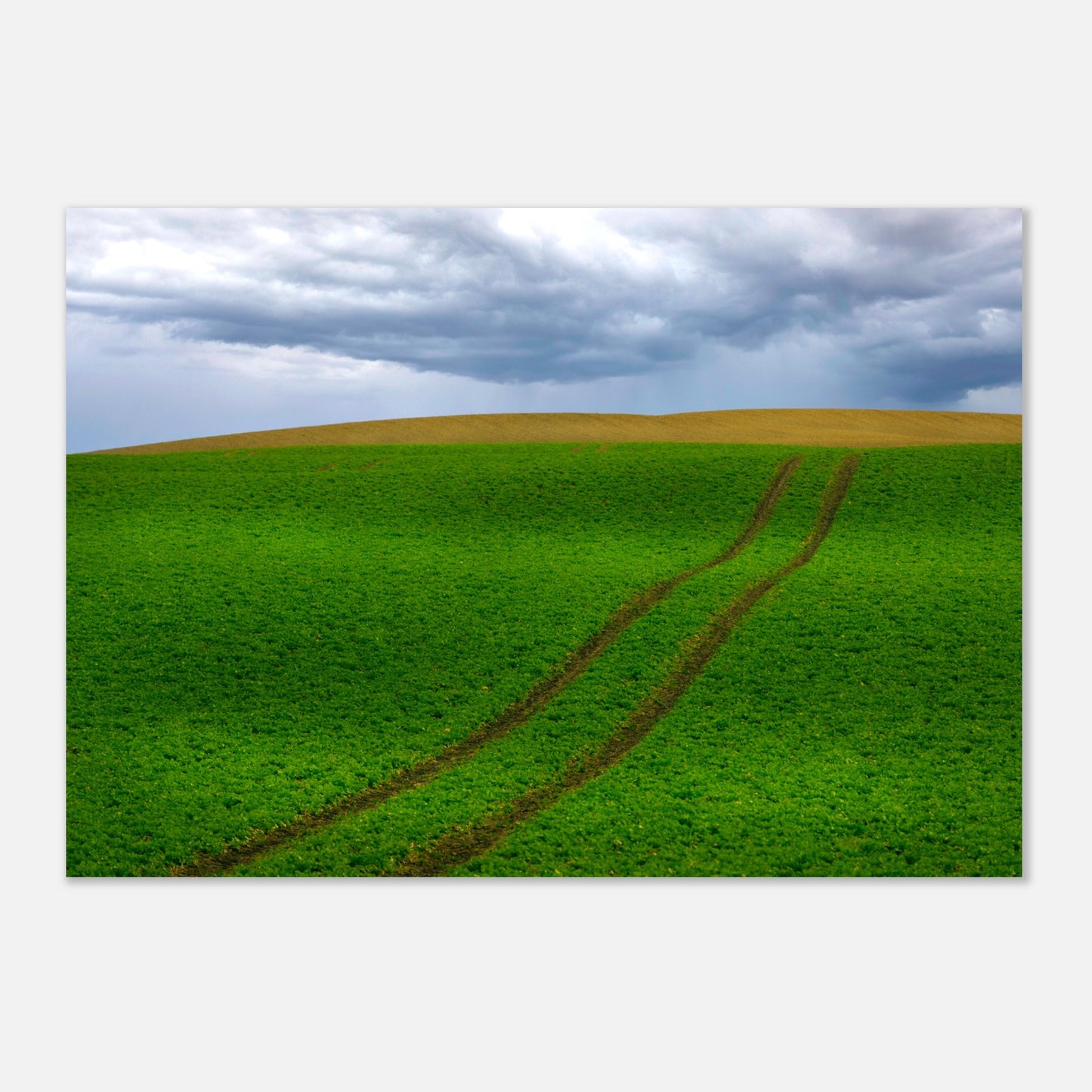 Fields in Skåne - Aluminum print