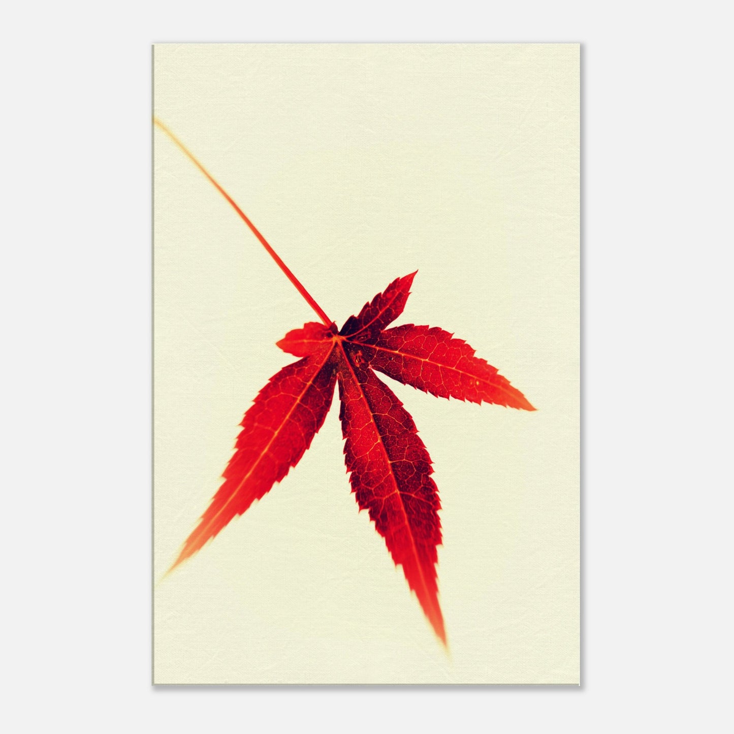 Small Japanese maple leaf - Canvas