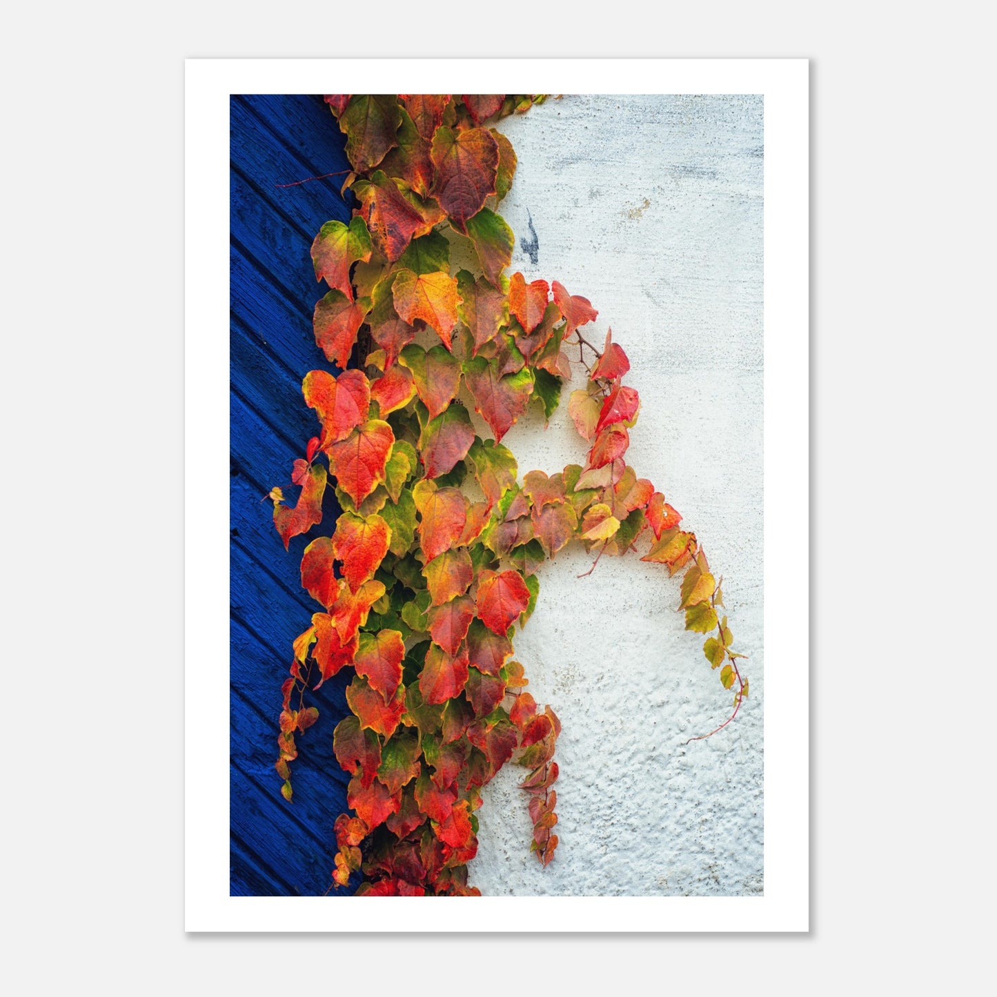 A wall in Ystad in autumn - Poster