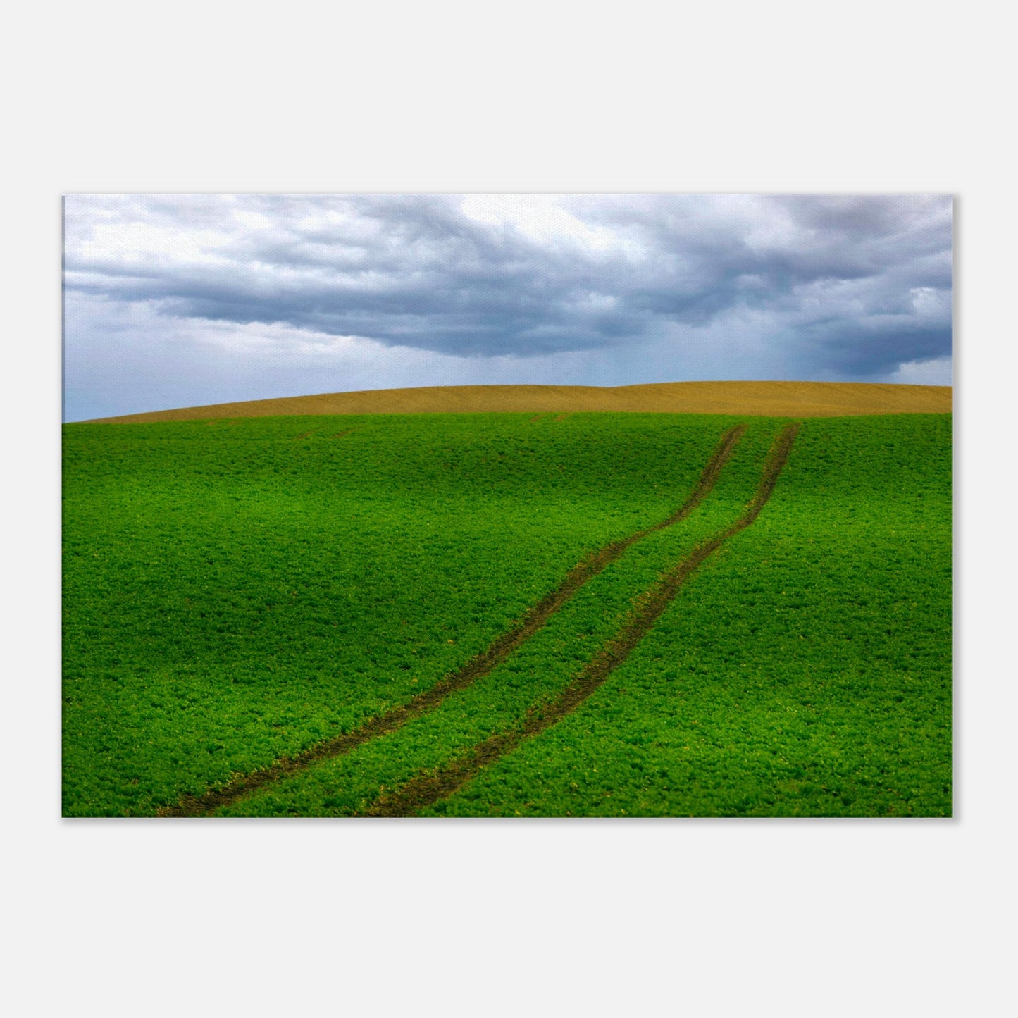 Fields in Skåne - Canvas