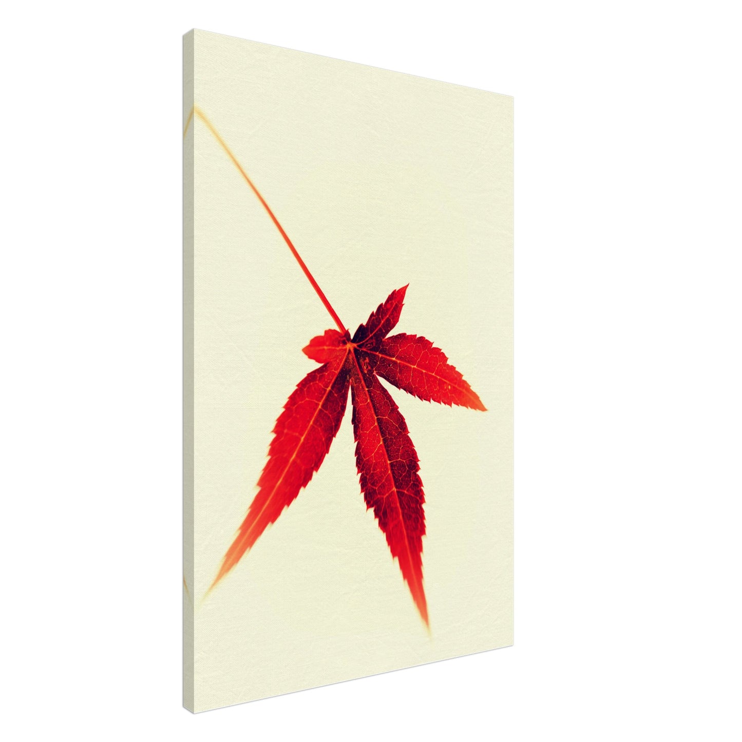 Small Japanese maple leaf - Canvas