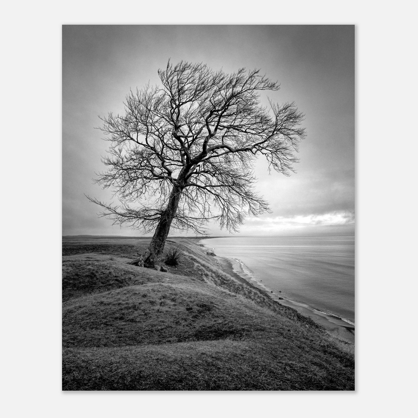 The tree at Ravlunda - Aluminum print