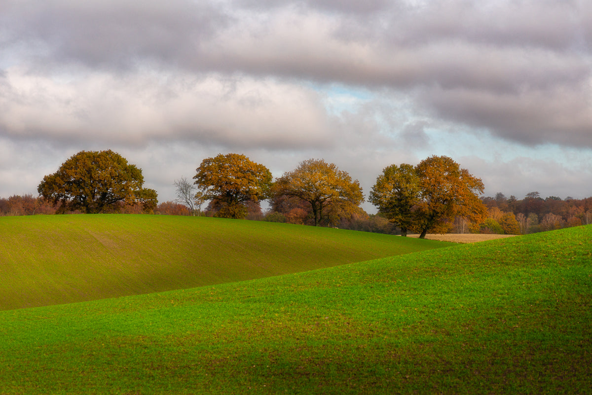 Baldringe in autumn