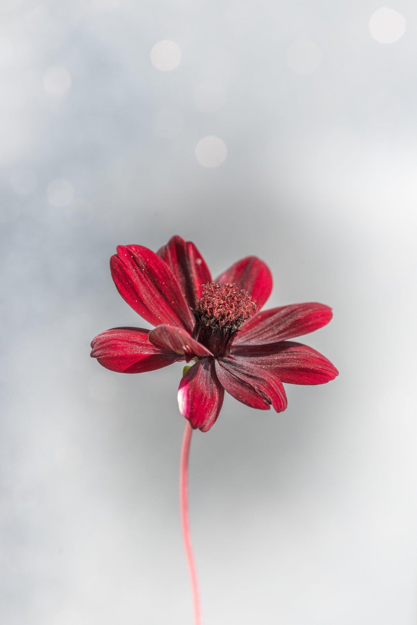 Floating Flower