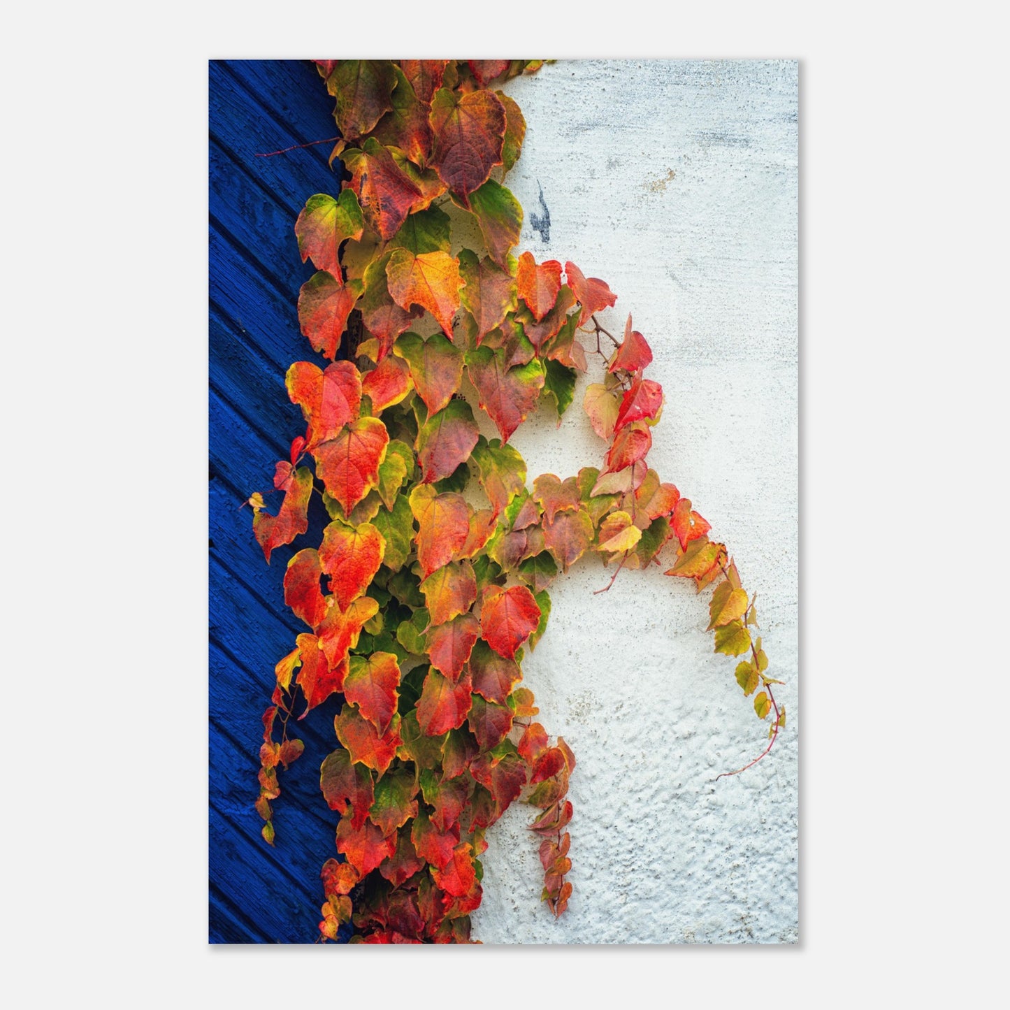 A wall in Ystad in autumn - Aluminum print