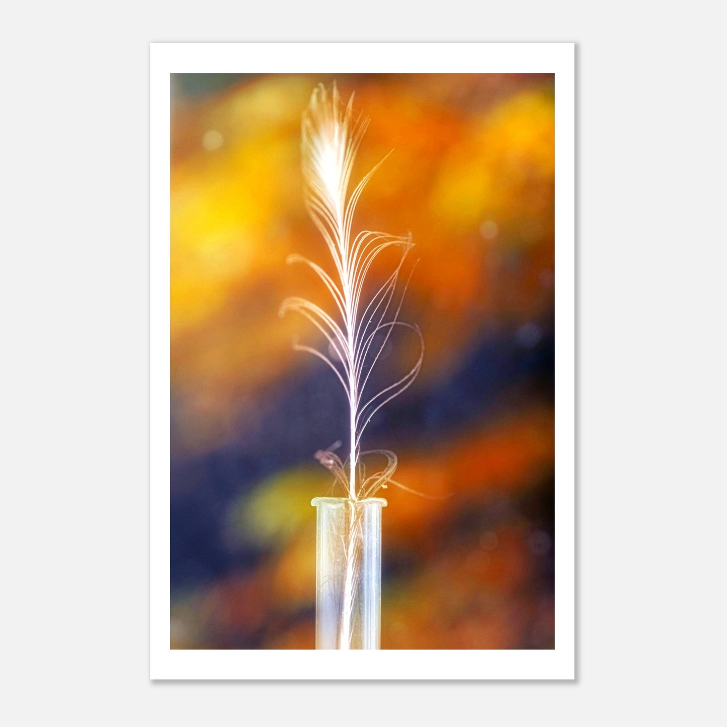 Feather in vase - Poster