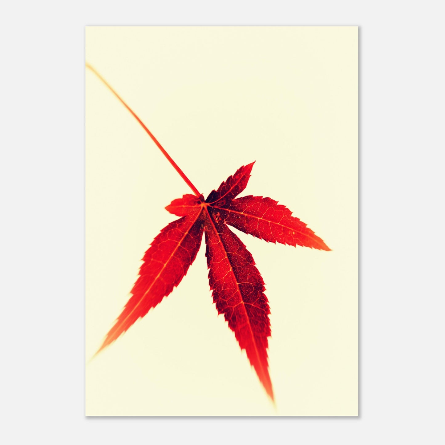 Small Japanese maple leaf - Aluminum print