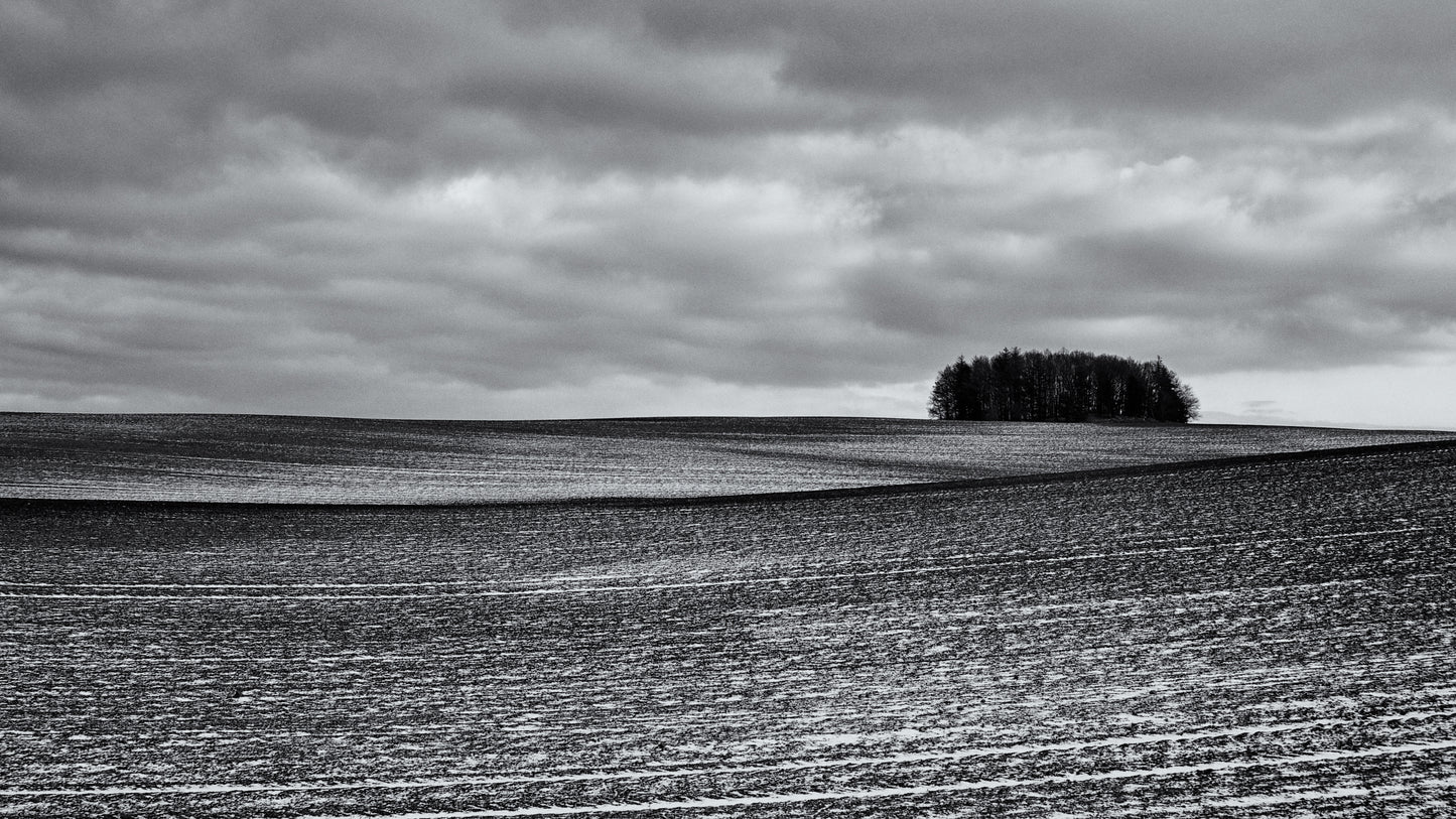 Wooded grove on a field during winter