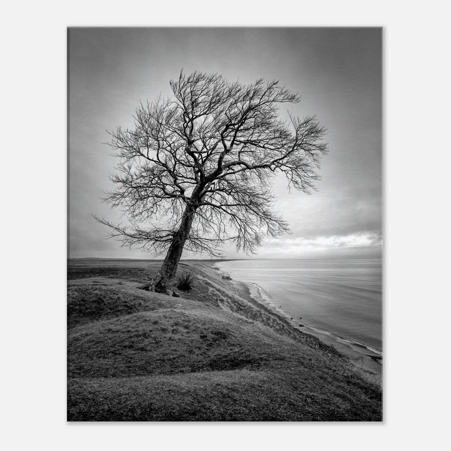 The tree at Ravlunda - Canvas