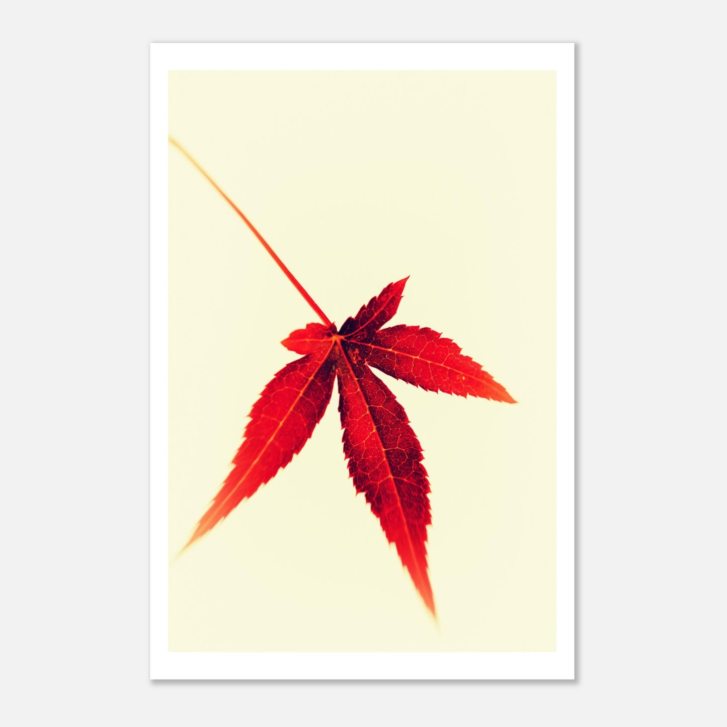 Small Japanese Maple Leaf - Poster