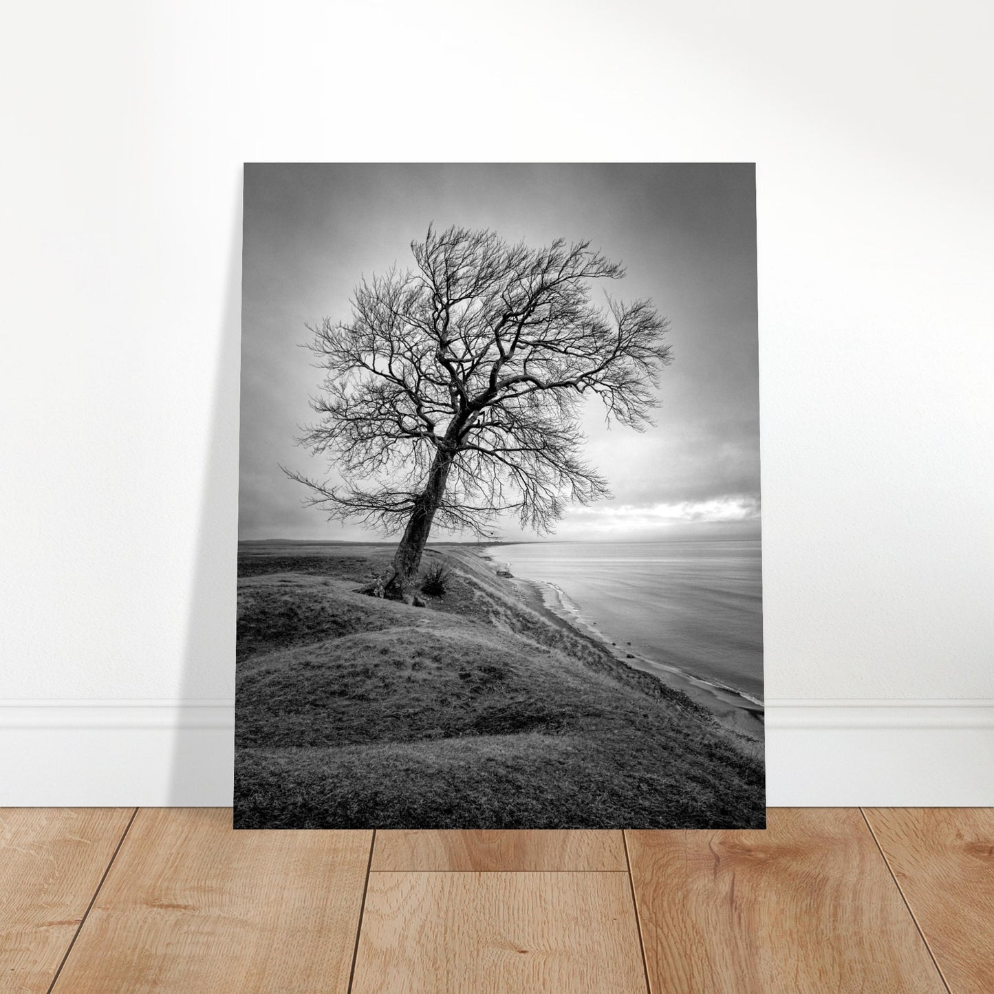 The tree at Ravlunda - Aluminum print