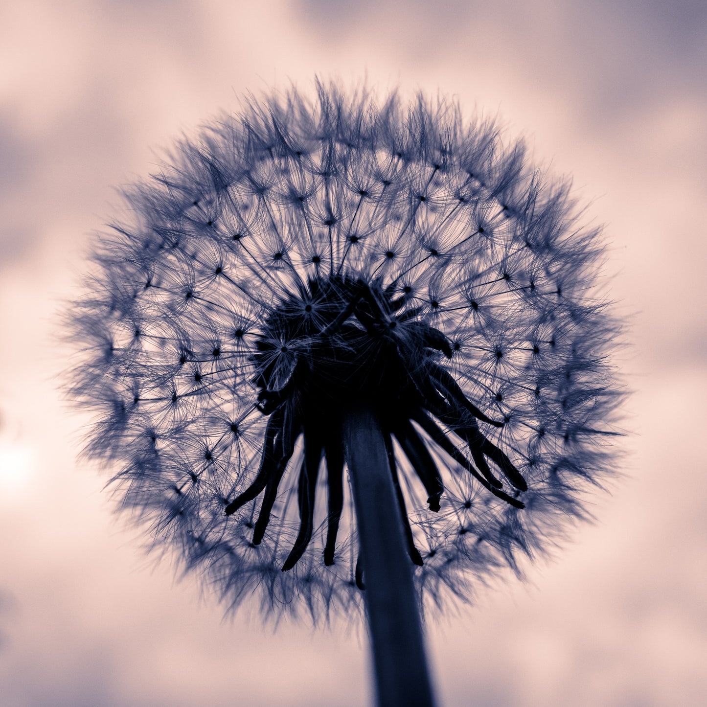 Dandelion